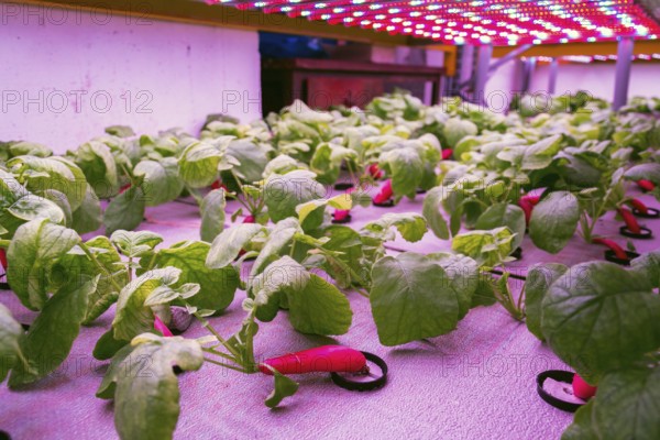 Radish plants grown in aquaponics system combining fish aquaculture with hydroponics, cultivating plants in water under artificial lighting Prague Czech republic