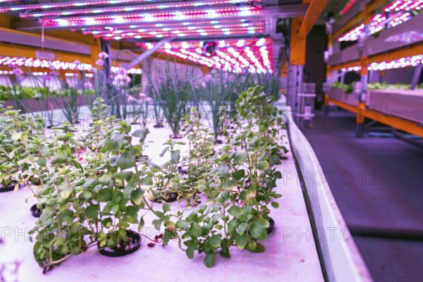 Racks for growing herbs and vegetables under special LED lights belts in aquaponics system combining fish aquaculture with hydroponics Prague Czech republic