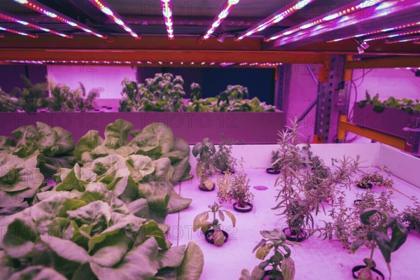 Various herbs and vegetables grow under special LED lights belts in aquaponics system combining fish aquaculture with hydroponics, cultivating plants in water under artificial lighting, organic food concept Prague Czech republic