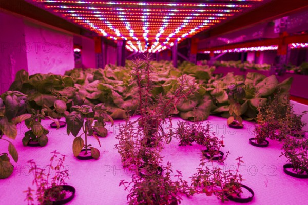 Herbs and vegetables grow under special LED lights belts in aquaponics system combining fish aquaculture with hydroponics, cultivating plants in water under artificial lighting Prague Czech republic