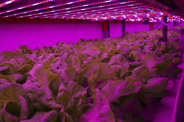 Special LED lights shine on lettuce in aquaponics system combining fish aquaculture with hydroponics, cultivating plants in water under artificial lighting, indoors Prague Czech republic
