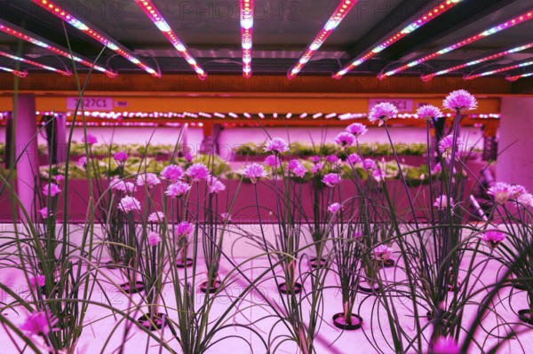 Chives in aquaponics system, fish aquaculture with hydroponics cultivating plants in water under artificial lighting, Allium schoenoprasum Prague Czech republic