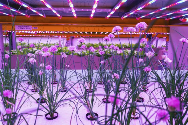 Chives in aquaponics system, combination of fish aquaculture with hydroponics, cultivating plants in water under artificial lighting, Allium schoenoprasum Prague Czech republic