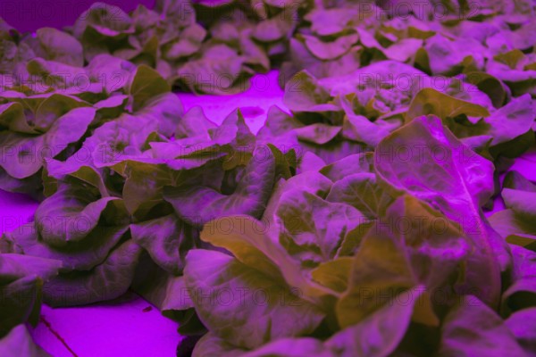 Special LED lights shine on lettuce in aquaponics system combining fish aquaculture with hydroponics, cultivating plants in water under artificial lighting, indoors Prague Czech republicPrague Czech republic