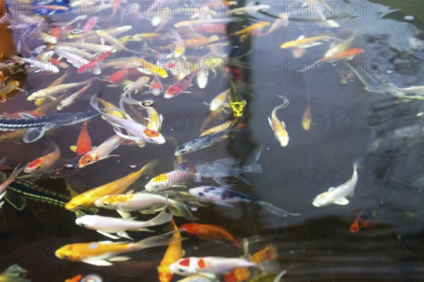 Various fish species in aquaponics system, combination of fish aquaculture with hydroponics, cultivating plants in water under artificial lighting Prague Czech republic