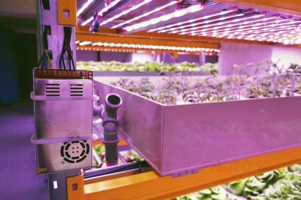 Electronics controling aquaponics system that combines fish aquaculture with hydroponics, cultivating plants in water under artificial lighting Prague Czech republic