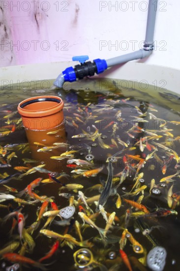 Various fish species in aquaponics system, combination of fish aquaculture with hydroponics, cultivating plants in water under artificial lighting Prague Czech republic