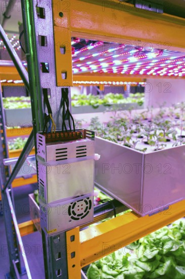 Electronics controling aquaponics system that combines fish aquaculture with hydroponics, cultivating plants in water under artificial lighting Prague Czech republic