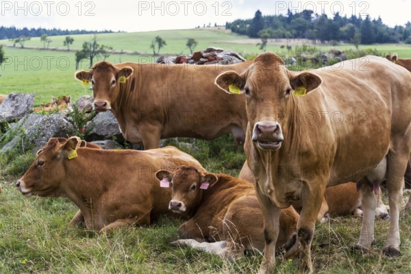 Herd of cows looking at camera and pasture on beautiful green mountain meadow, summer day copy space, sustainable ecological organic farming concept Prague, Czech republic