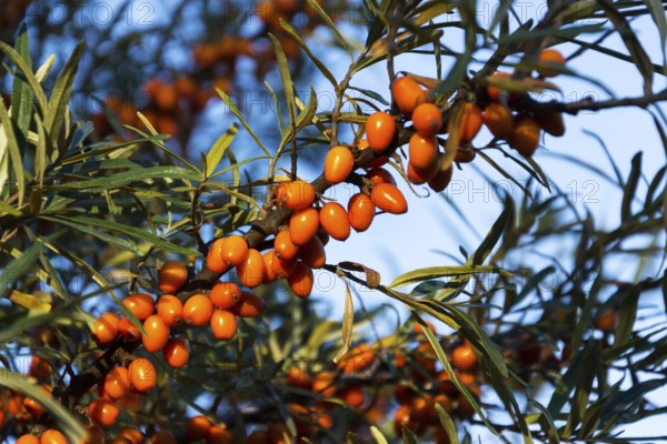 Hippophae rhamnoides known as common sea buckthorn shrub Prague, Czech republic