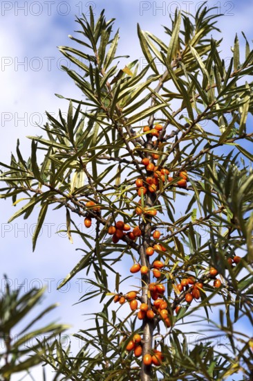 Hippophae rhamnoides known as common sea buckthorn shrub Prague, Czech republic