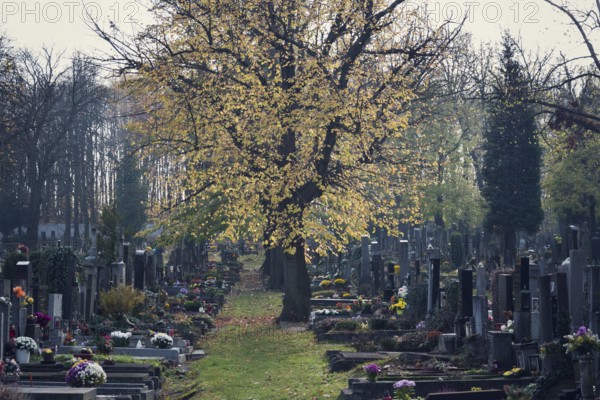 Beautiful tree among graves, autumn on cemetery, Prague, Czech Republic, sunny day, All souls day concept Prague, Czech republic