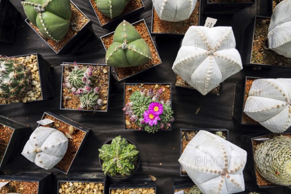 Beautiful colorful blooming cactus flower plants, flat lay view Prague, Czech republic