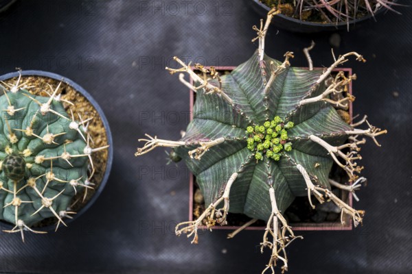 Beautiful thorny green cactus flower plant, flat lay view Prague, Czech republic