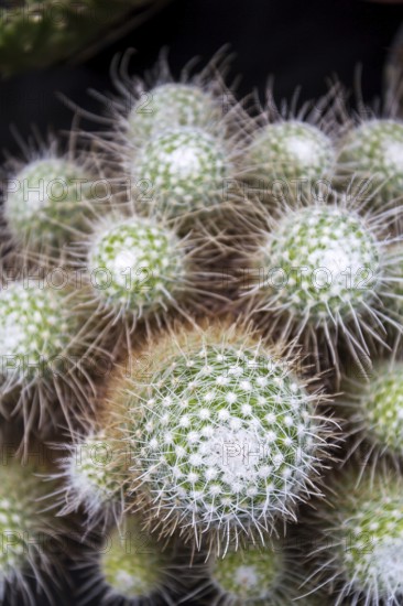 Beautiful thorny green cactus flower plant, flat lay view Prague, Czech republic