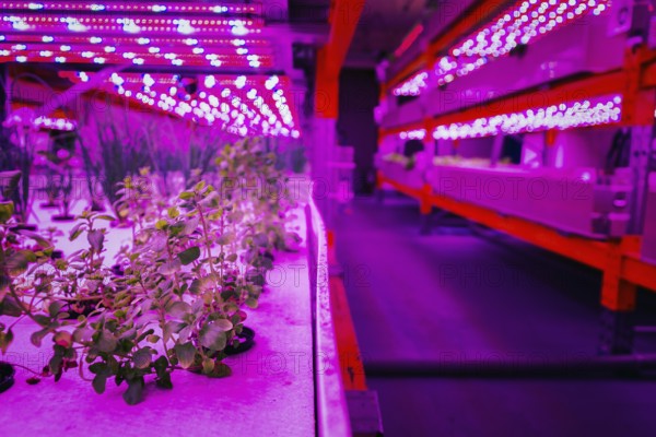 Various herbs and vegetables grow under special LED lights belts in aquaponics system combining fish aquaculture with hydroponics, cultivating plants in water under artificial lighting, organic food concept Prague, Czech republic