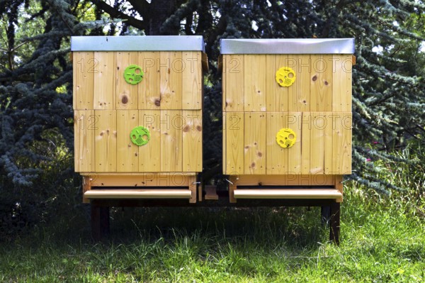 Bees flying into wooden hive on a sunny day Prague Czech republic