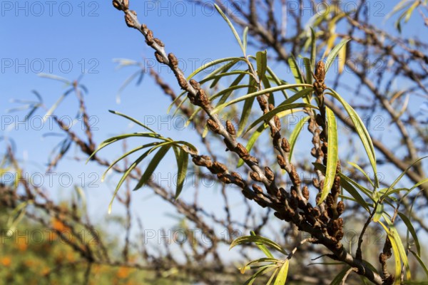 Hippophae rhamnoides male plants detail with female fruit berries in background, common sea buckthorn shrub Prague Czech republic