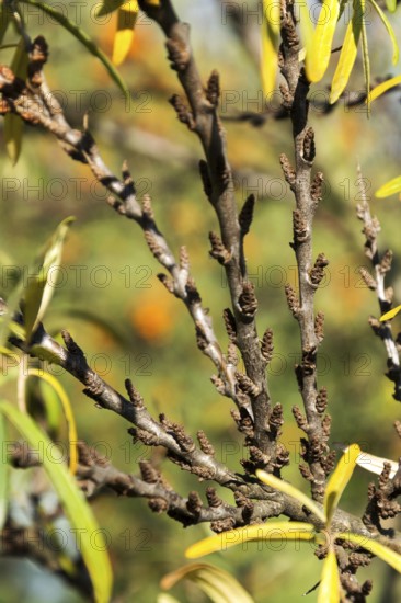 Hippophae rhamnoides male plants detail with female fruit berries in background, common sea buckthorn shrub Prague Czech republic