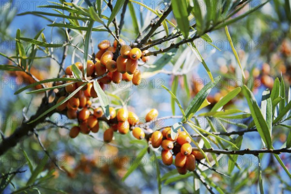 Hippophae rhamnoides female plants with fruit berries detail, common sea buckthorn shrub Prague Czech republic