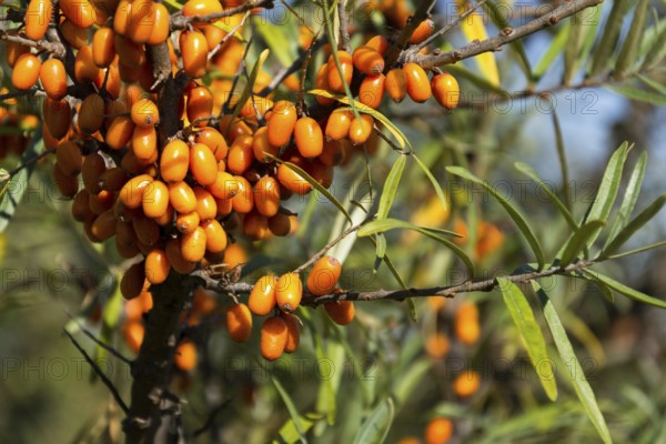 Natural homemade Christmas decoration made from brown acorn hanging on green coniferous spruce tree Prague Czech republic
