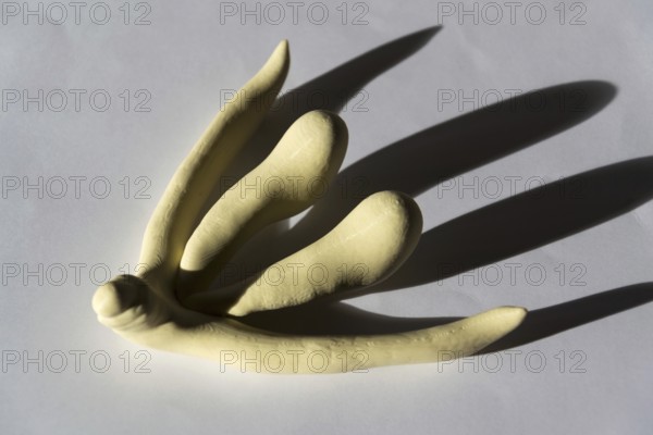 3d printed female sex organ clitoris for human anatomy lessons Prague Czech republic