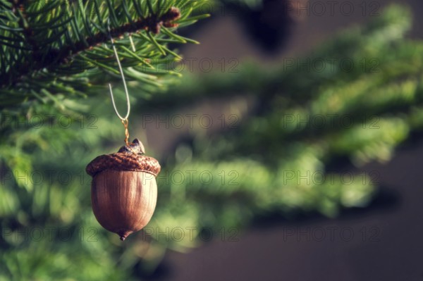Natural Christmas decoration made from brown acorn hanging on green coniferous spruce tree Prague Czech republic
