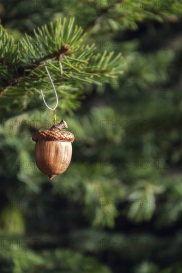 Natural Christmas decoration made from brown acorn hanging on green coniferous spruce tree Prague Czech republic
