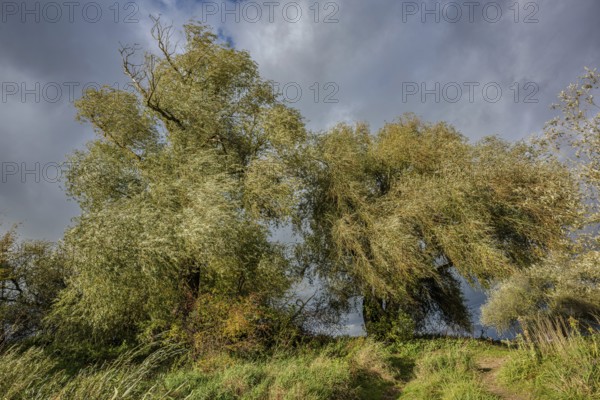 Two large willow trees stand on hilly terrain. The sky is cloudy and creates an impressive atmosphere. A peaceful place in nature. Bogen, Lower Bavaria