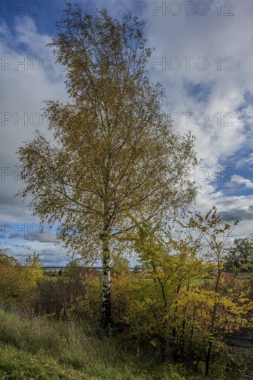 A birch tree stands in an autumn landscape. The foliage is golden yellow and orange, while the sky is covered with clouds. The scene shows the beauty of autumn. Bogen, Lower Bavaria