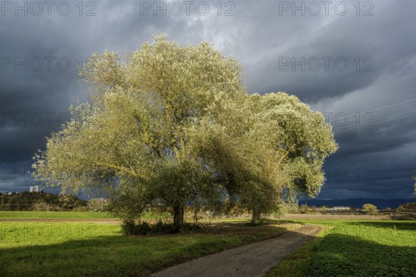 There are two large pastures on a path. The sky is dark and threatening, which creates an atmospheric atmosphere during a stormy day. Bogen, Lower Bavaria