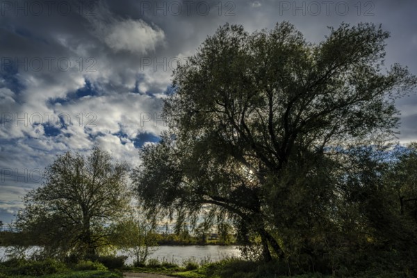 In the middle of the picture, there is a large tree on the riverbank. The sky is cloudy and the water reflects the clouds. The scene radiates peace and closeness to nature. Bogen, Lower Bavaria