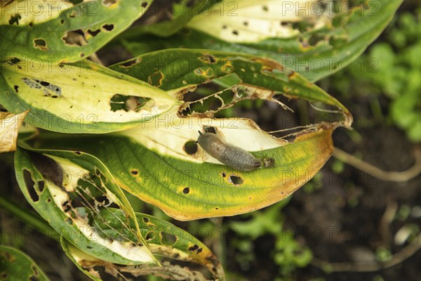 Hosta leaves damaged by Slugs, plant diseases, plant pathology