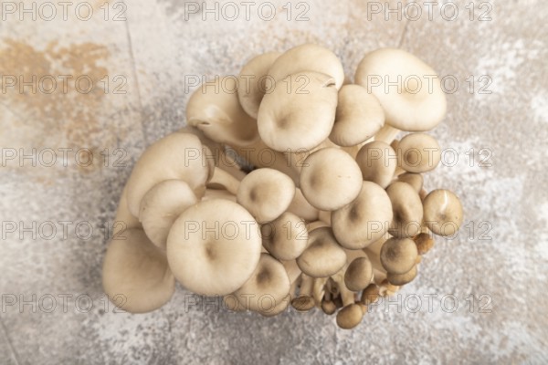 Raw Oyster mushroom, Pleurotus ostreatus on brown concrete background. Top view, flat lay, minimalism