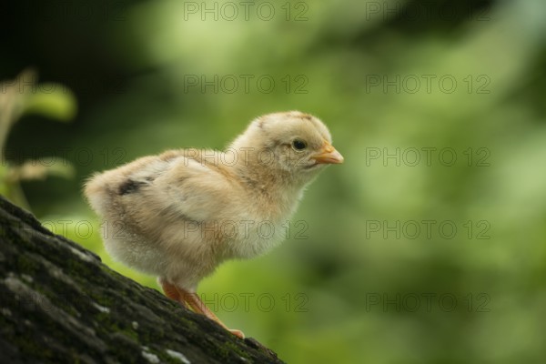 Newborn chicken standing on a tree