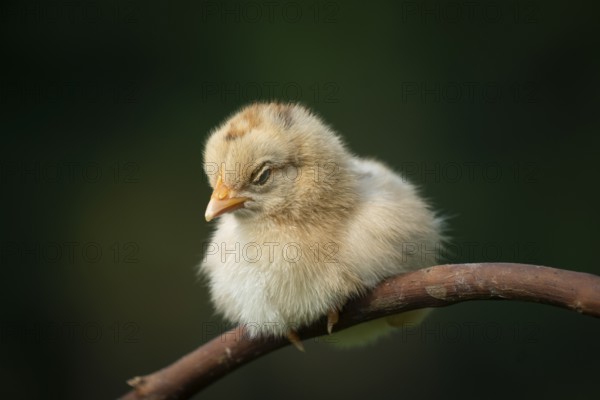 Newborn sick chicken sitting on a tree branch