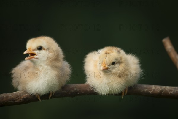 Two newborn chickens sitting on a tree branch