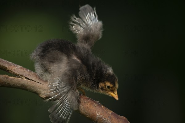 Newborn chicks falling from tree branches