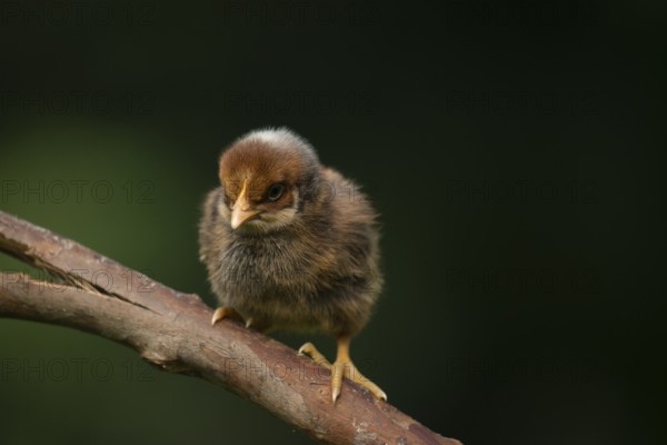 Newborn chick standing on a tree branch