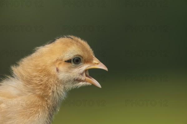 Close-up of a chick with its mouth open against a soft blurred background