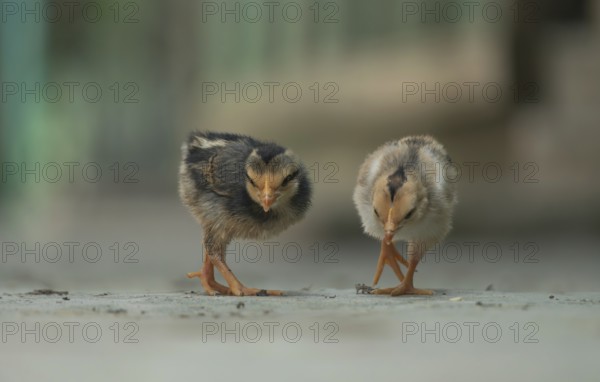 Two newborn chickens are looking for food in the yard