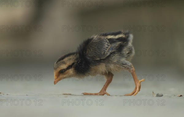A newborn chicken is looking for food in the yard