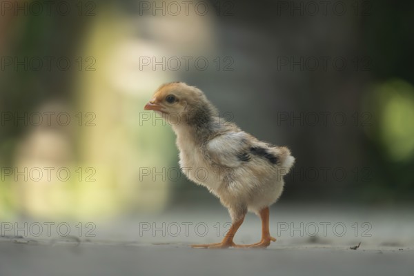 A newborn chicken in the yard