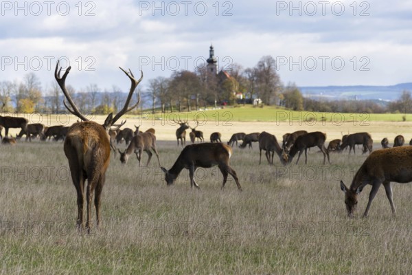 Deer herd, sunny autumn day, church in background, Novy Kostelec, Czech Republic