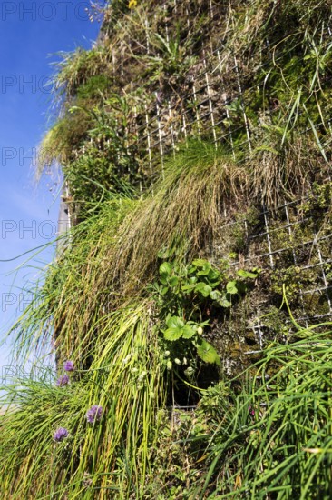 Flowering chives, allium schoenoprassum, on green living wall, vertical garden exterior facade with flowers and plants on sunny summer day Prague Czech republic