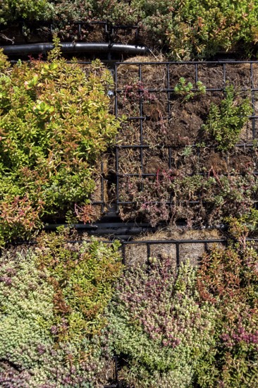 Green plants and grass growing through mesh of galvanized iron wire gabion boxes filled with soil, green living wall, vertical garden exterior facade Prague Czech republic