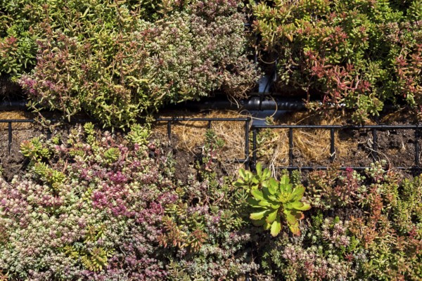 Green plants and grass growing through mesh of galvanized iron wire gabion boxes filled with soil, green living wall, vertical garden exterior facade Prague Czech republic