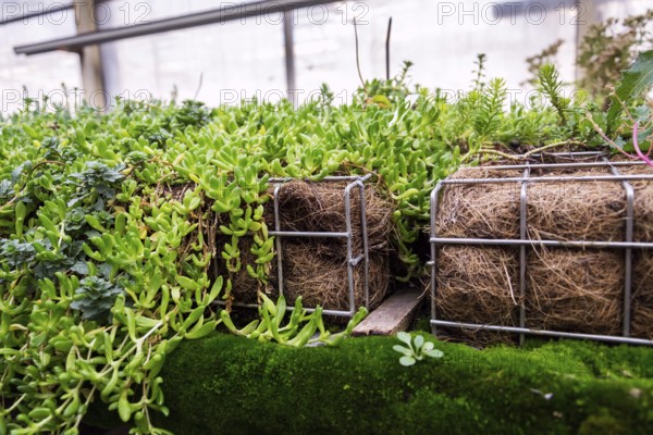 Green plants and grass growing through mesh of galvanized iron wire gabion box filled with soil, used for green living wall, vertical garden exterior facade Prague Czech republic
