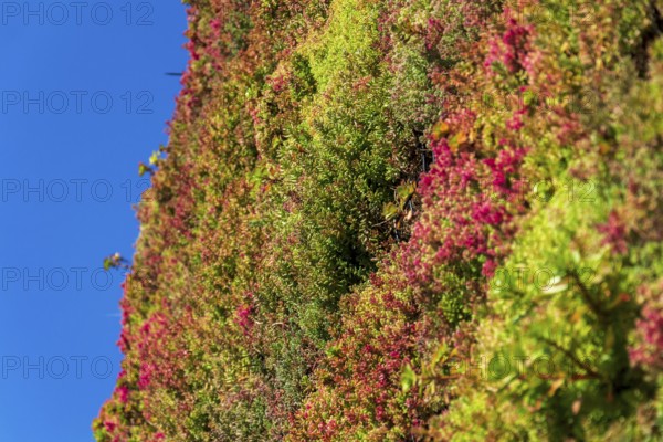 Plants on outdoor green living wall, vertical garden on modern building facade, sunny day Prague Czech republic