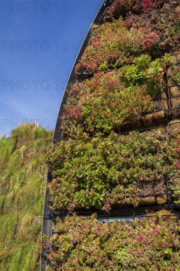 Plants on outdoor green living wall, vertical garden on modern building facade, sunny day Prague Czech republic